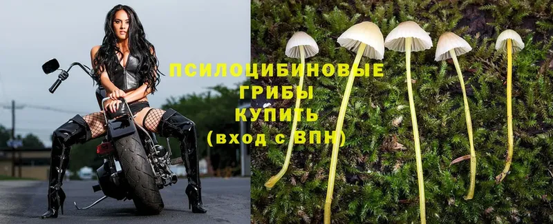 Галлюциногенные грибы Magic Shrooms  Москва 